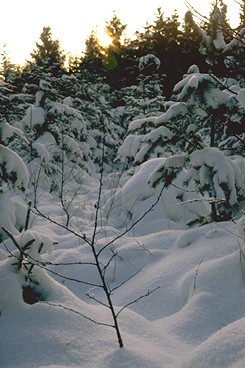 Verschneite Winterlandschaft meiner Heimat
